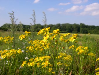 Blumen
